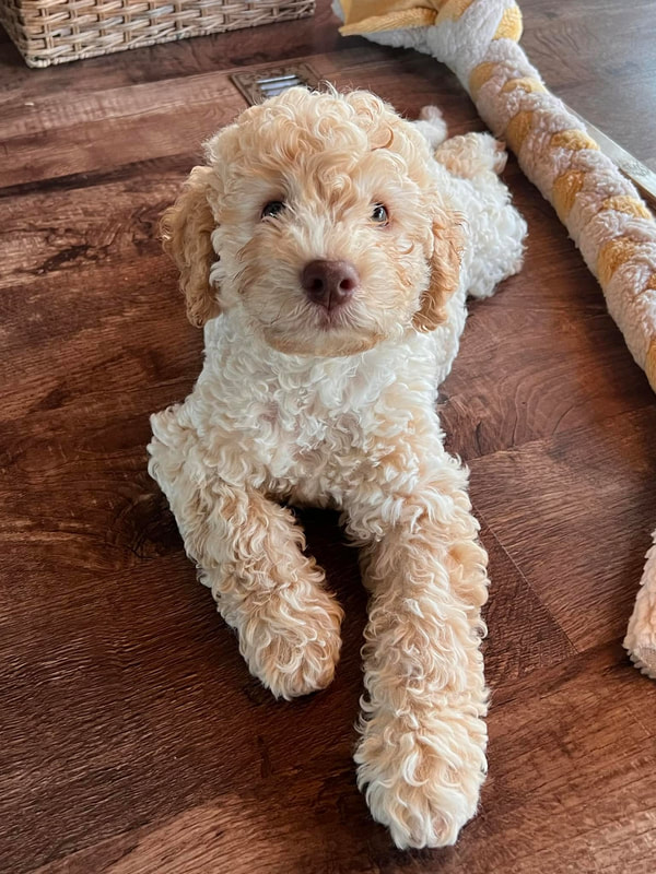 Available Lagotto Puppies