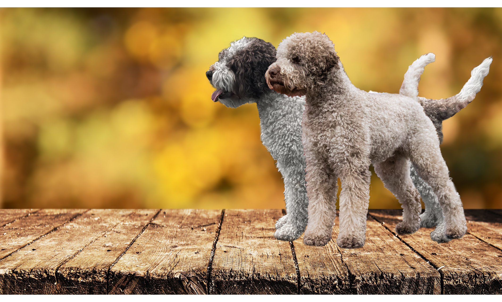 Lagotto Breeder in Wisconsin
Now taking deposits for our next litter
