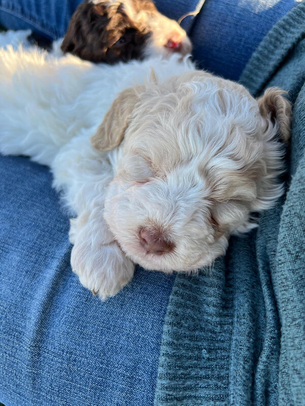 Lagotto Romagnolo Breeder